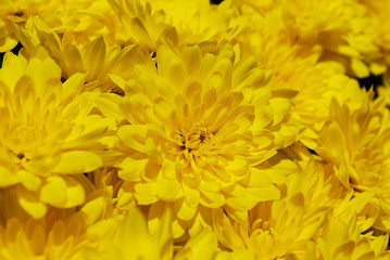 желтые хризантемы