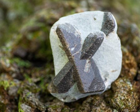 Staurolite - Fairy cross from Semiostrovye, Western Keivy, Kola Peninsula, Russia. On a tree bark in the forest preserve. Nesosilicate mineral.