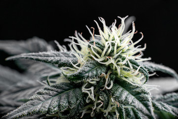 Trichomes buds of marijuana, cannabis THC CBD