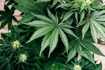 large marijuana leaves, cannabis cultivation