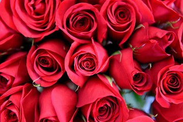 Fresh picked red roses with focus on the center rose in Colombia, South America.	