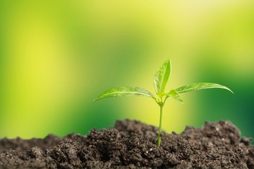 Green plant in soil, close-up view