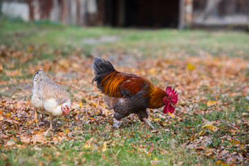 Rooster and hen in the garden on a farm - free breeding.