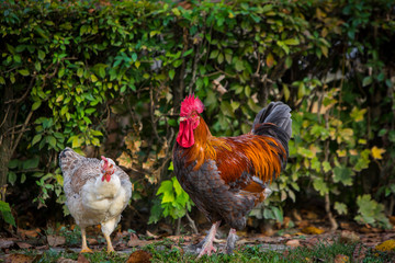 Rooster and hen in the garden on a farm - free breeding.