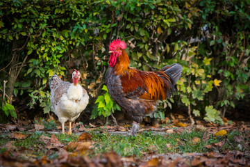 Rooster and hen in the garden on a farm - free breeding.