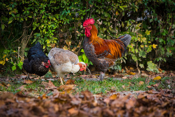 Rooster and hen in the garden on a farm - free breeding.