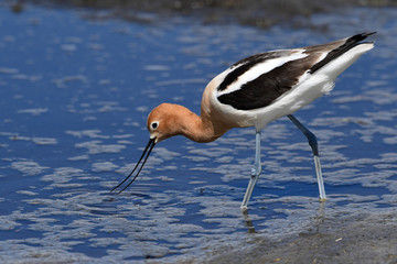 American Avocet