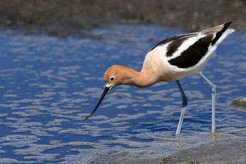 American Avocet