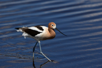 American Avocet