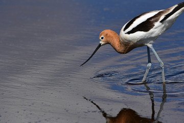 American Avocet