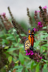 butterfly on flower