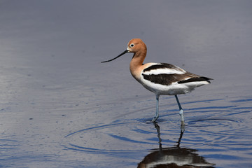 American Avocet