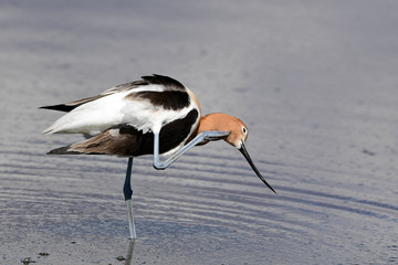 American Avocet