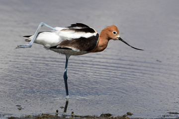 American Avocet