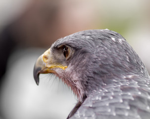 Wüstenbussard im Portrait