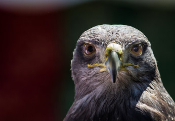 Wüstenbussard im Portrait