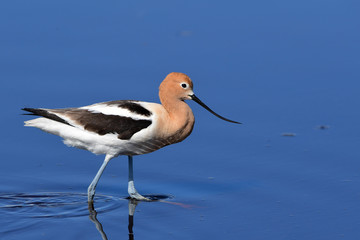 Obraz premium American Avocet