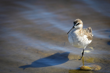 American Avocet