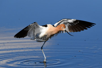 American Avocet