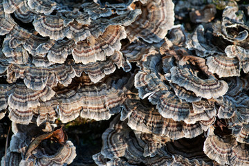 Fungi on dead tree Trametes versicolor, often called the turkey tail,  member of the forest fungal fowl community in forest preserve.
