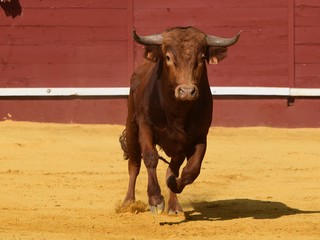 toro bravo