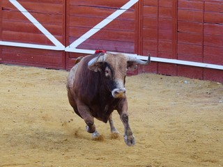 toro bravo