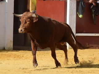 toro bravo