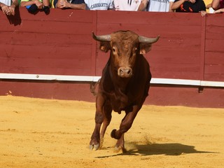 toro bravo