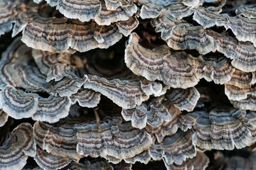 Fungi on dead tree Trametes versicolor, often called the turkey tail,  member of the forest fungal fowl community in forest preserve.