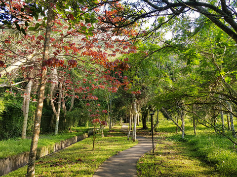 Fototapeta Trail in the forest tropical