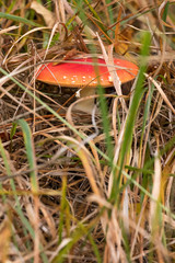 Fly agaric mushroom / toadstool with red spotted cap growing amongst grass in woods in Hampshire. Known also as amanita muscaria. Mushroom is poisonous. 