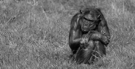 Fototapeta na wymiar Chimpanzee sitting on its own at Monkey World Ape Rescue Centre in Dorset, UK.