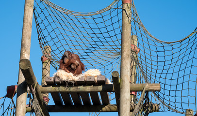 Orangutan perched at the top of a wooden structure against clear blue sky. Photographed at Monkey World Ape Rescue Centre in Wool, Dorset UK. © Lois GoBe
