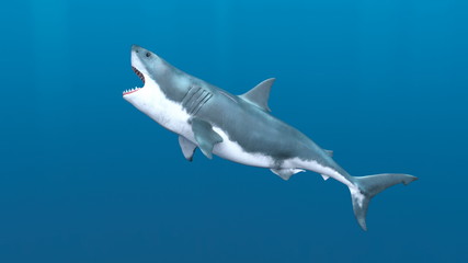 サメ