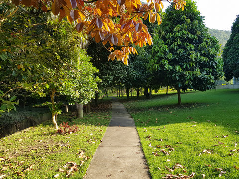 Fototapeta Trail in the forest tropical