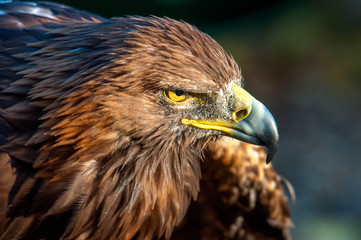 Eagle