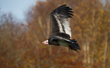 Vulture