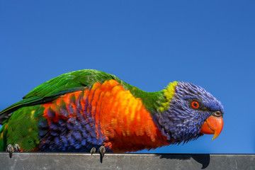 A playful Rainbow Lorikeet