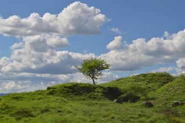 Obraz premium Árbol y cielo azul 