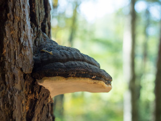 Close up Willow bracket fungus, Phellinus igniarius, also called fire sponge, is a major cause of...