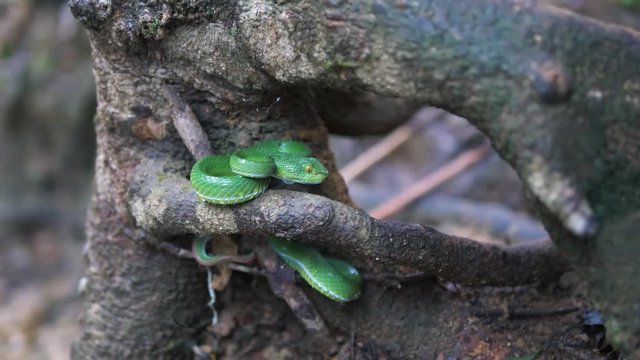 Green snake on a tree.