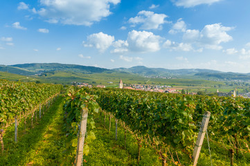 Fototapeta premium Landschaftspanorama im Kaiserstuhl bei Burkheim