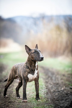bullterrier dog
