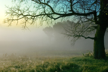 Fototapeta na wymiar tree fog