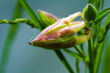 small flower Aconite Jungar close-up 