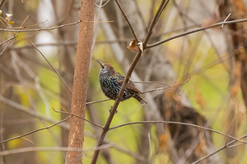 Bird sitting on branch in forest