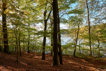 Autumn Forest with sea