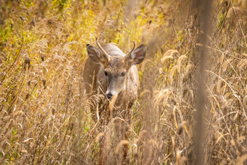 Young whitetail buck sneaking through grass