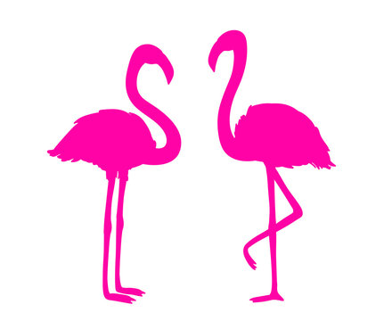 Flamingos on white. Colored cartoon birds. Bright image. Illustration for polygraphy, banners, t-shirts and textiles