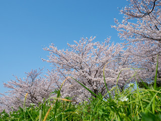 桜 桜並木